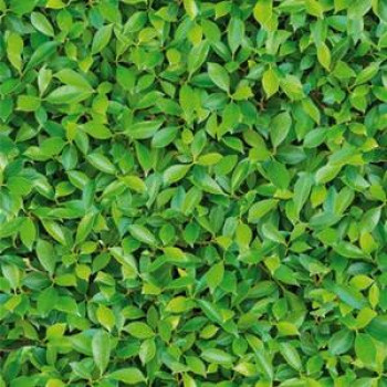 Papel de Parede Natural Zen -3480-1 - VINILIZADO