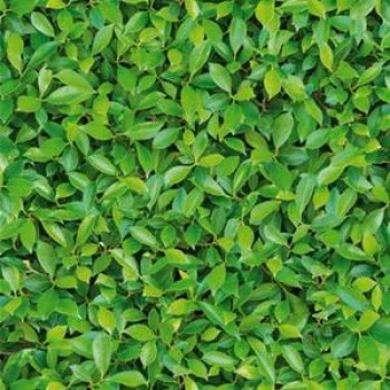 Papel de Parede Natural Zen -3480-1 - VINILIZADO